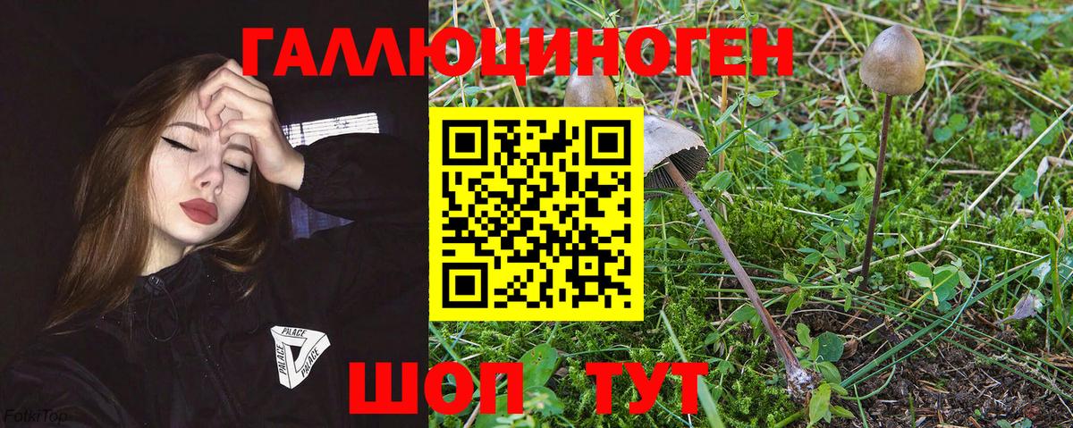 Галлюциногенные грибы Psilocybe Дагестанские Огни